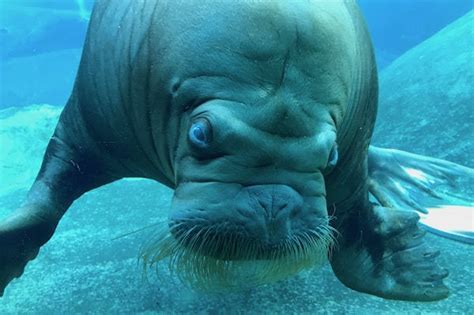 walrussen dolfinarium
